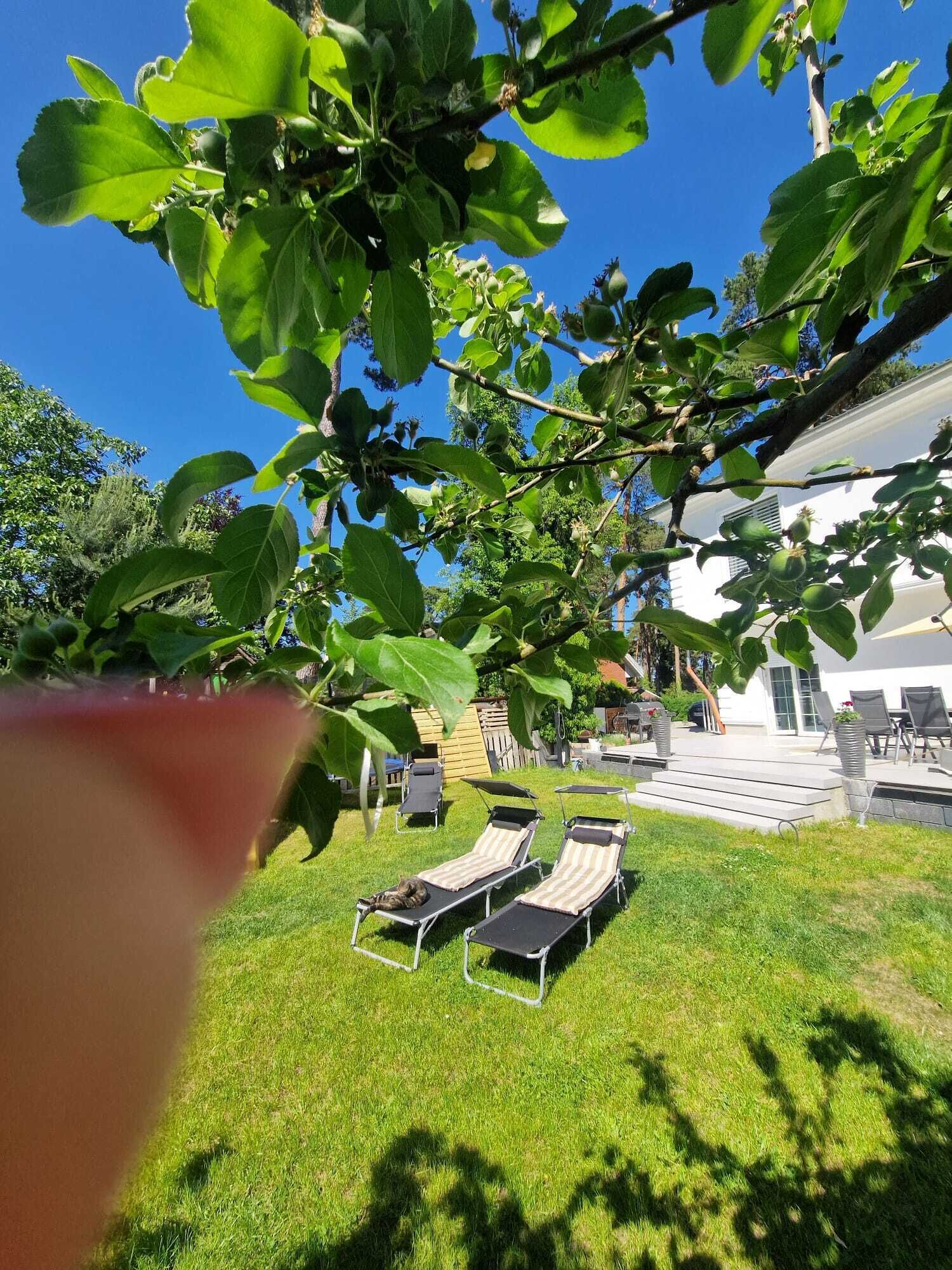 Ein Garten mit Rasen, einem Baum und einem Gebäude im Hintergrund.