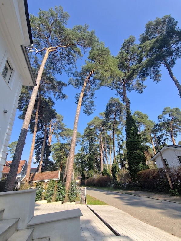 Una calle residencial con altos pinos, un edificio blanco con un ventanal visible, y un cielo azul despejado.