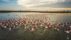 A large body of water with numerous flamingos. - Evita Flamingo (Kos)