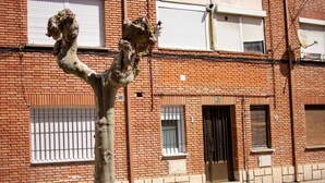Un arbre davant d'un edifici de maó amb reixes a les finestres i una porta.