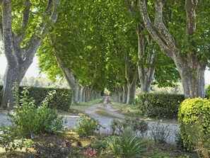 A tree-lined pathway with a gravel road, surrounded by various plants and shrubs. - Maison de Famille du XIX° siècle - Property in Terre de PROVENCE- swimming pool (Saint-Chamas)