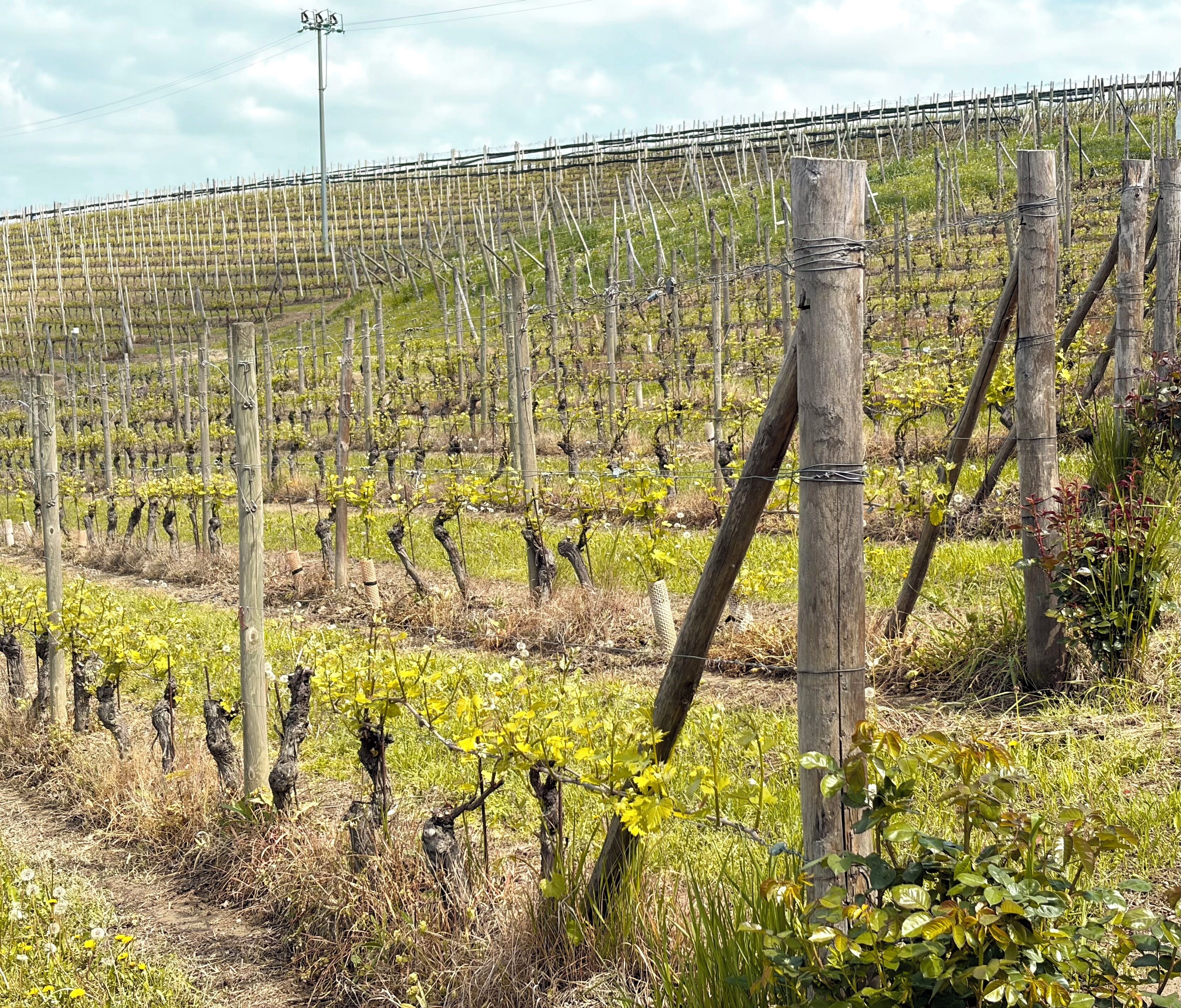 A vineyard with rows of grapevines supported by wooden stakes and wire.