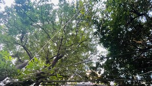 A residential area with trees, power lines, and air conditioning units. - Roomshala NP International (New Delhi)