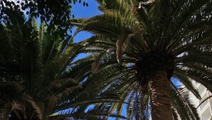 A beachside view with palm trees, a pathway, and a building with balconies. - Oceanfront Playa Las Gaviotas – Private Beach Tenerife, Ocean Front Canarias 2 (Santa Cruz de Tenerife)