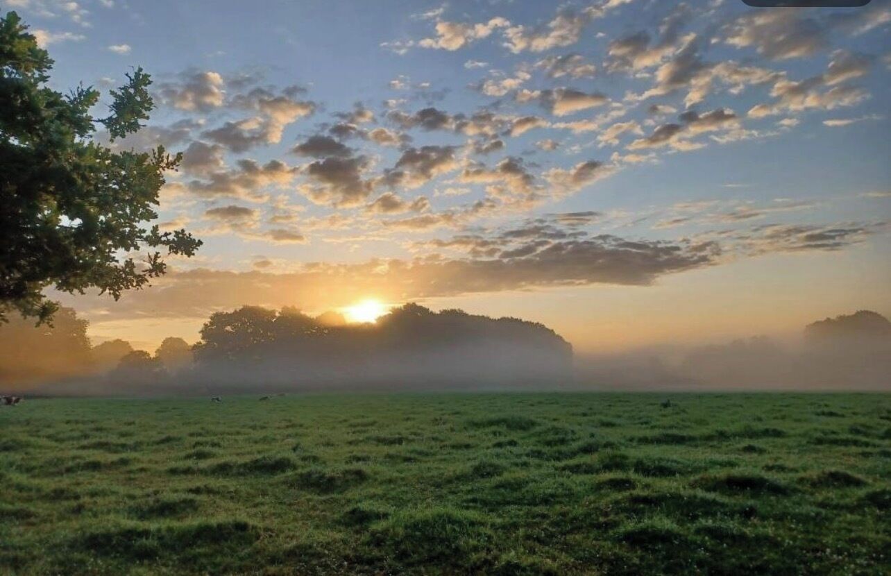 A grassy field with a tree on the left and a sunset in the background.