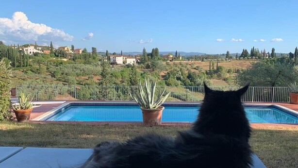 Um gato preto em uma superfície branca observando uma piscina com vista para casas e vegetação ao fundo.