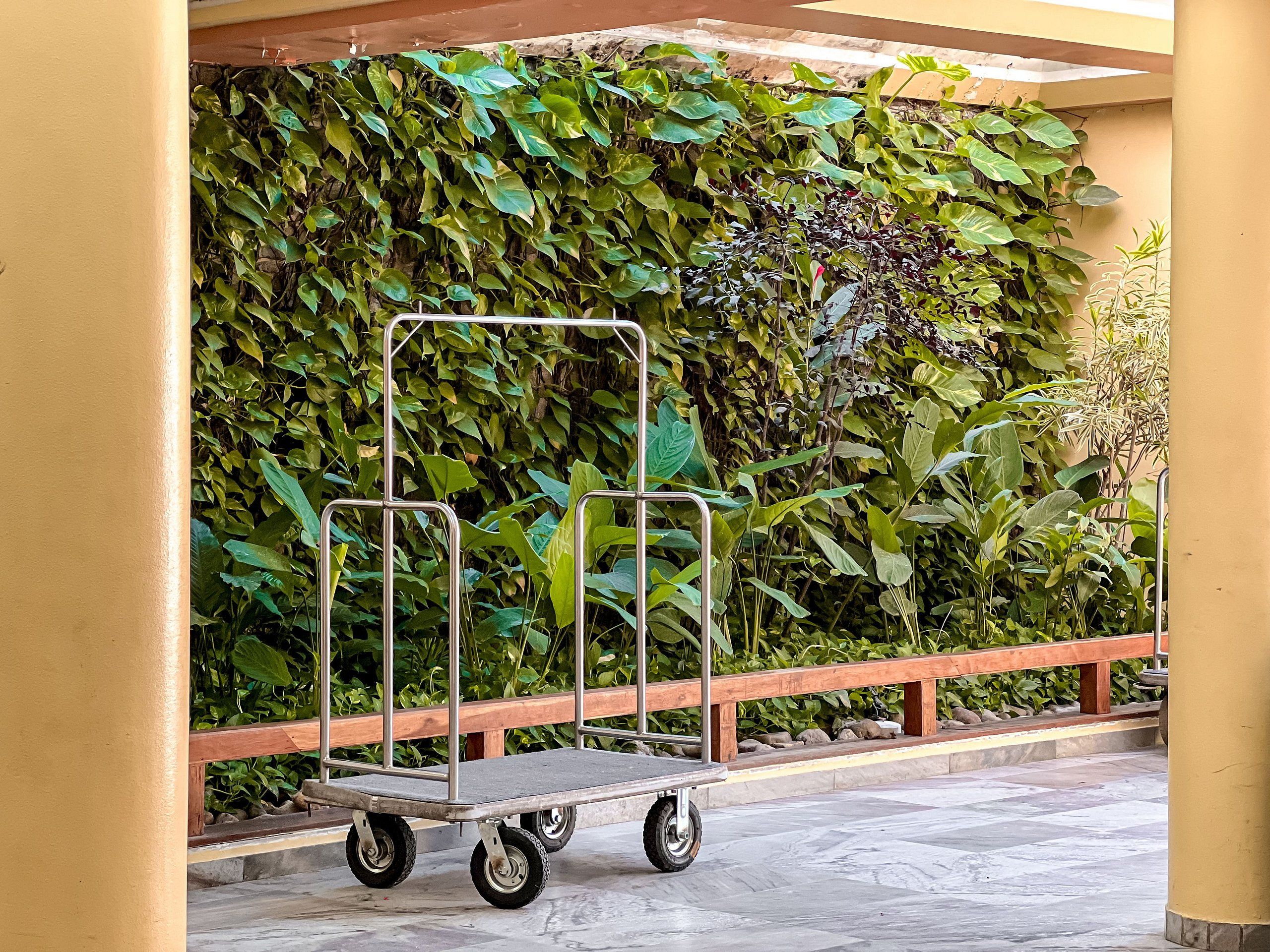 A cart with wheels in front of a wall covered with dense green foliage.