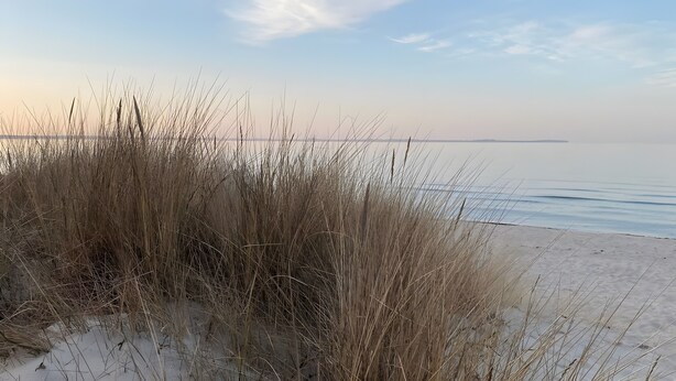 Ein Strand mit Dünen und hohem Gras.