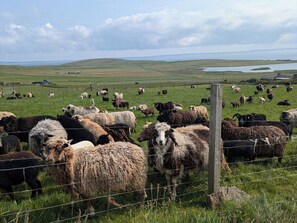 Een landelijk landschap met een kudde schapen die grazen in een omheind veld, een waterpartij in de verte en glooiende heuvels.