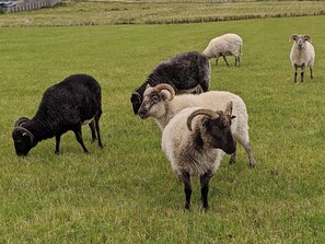 A grassy field with several sheep grazing.