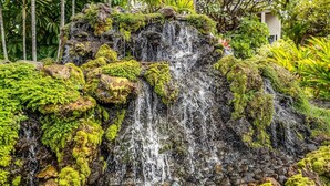 Une cascade d’eau se déversant sur une formation rocheuse recouverte de mousse, le tout étant entouré d’une végétation tropicale.