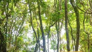 Uma rede em uma área arborizada com um prédio ao fundo.
