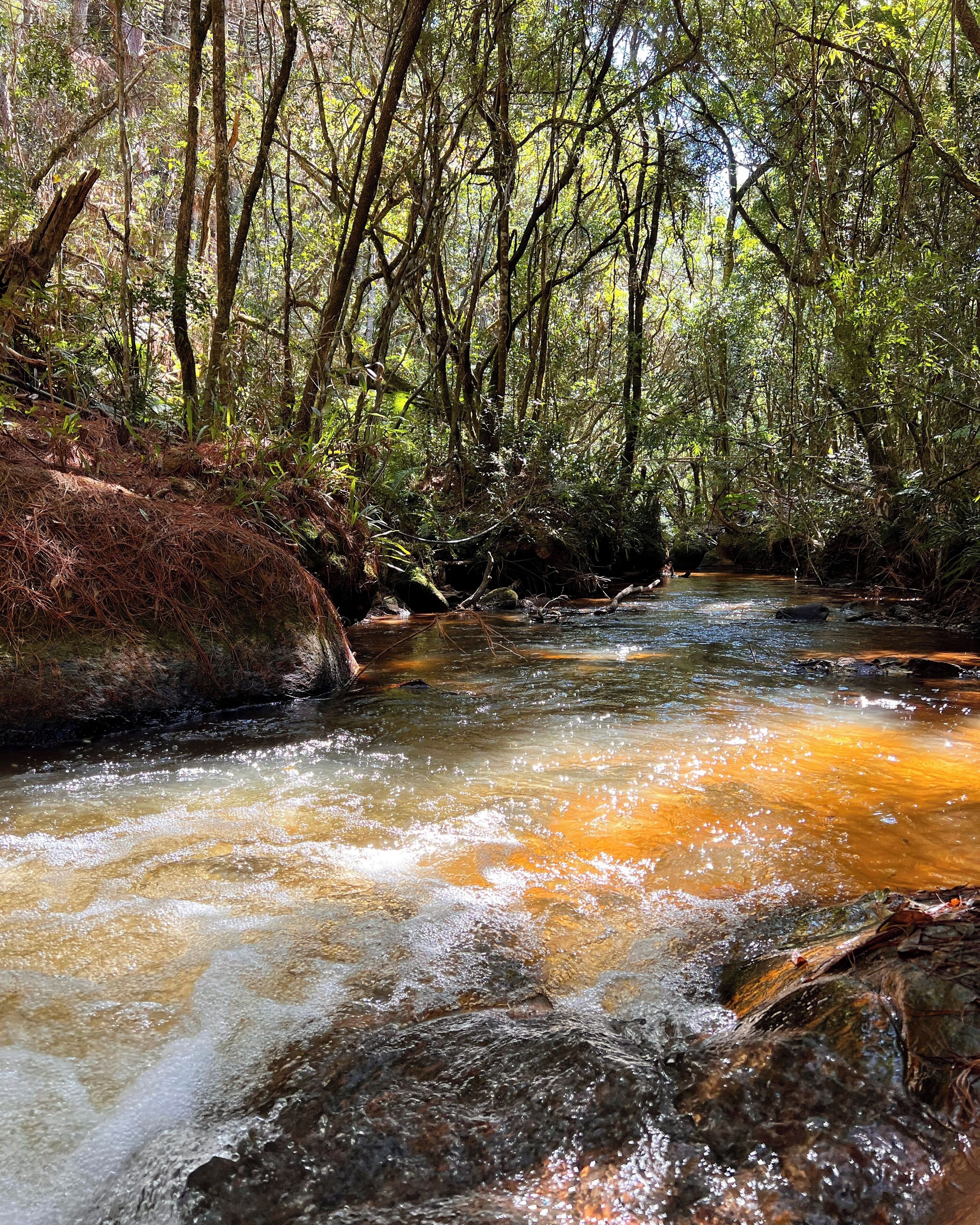 Ein WaldBach mit klarem Wasser, umgeben von dichten Bäumen und dichter Vegetation.