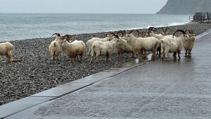 En grupp får på en stenstrand med en klippa i bakgrunden.