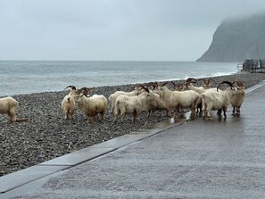 Eine Herde Schafe an einem Kiesstrand, im Hintergrund eine Klippe.