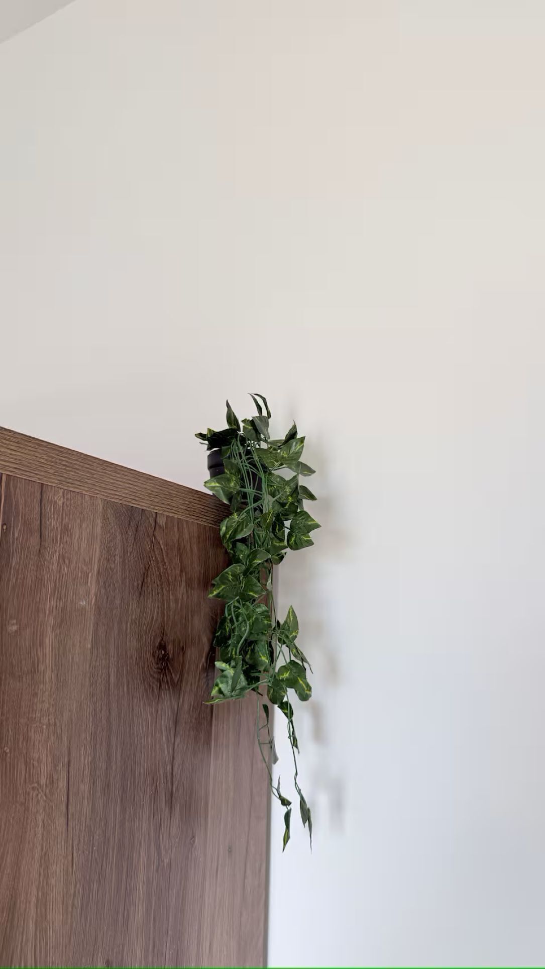 A corner of a room with a wooden panel and a green plant.