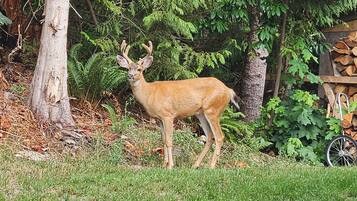 A deer in a grassy area with trees and a pile of logs in the background.