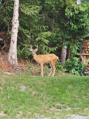Overnattingsstedets uteområder