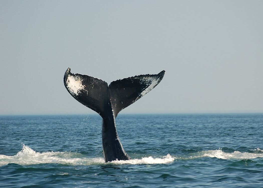 Une queue de baleine dans l’océan.