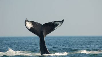 Une queue de baleine dans l’océan.