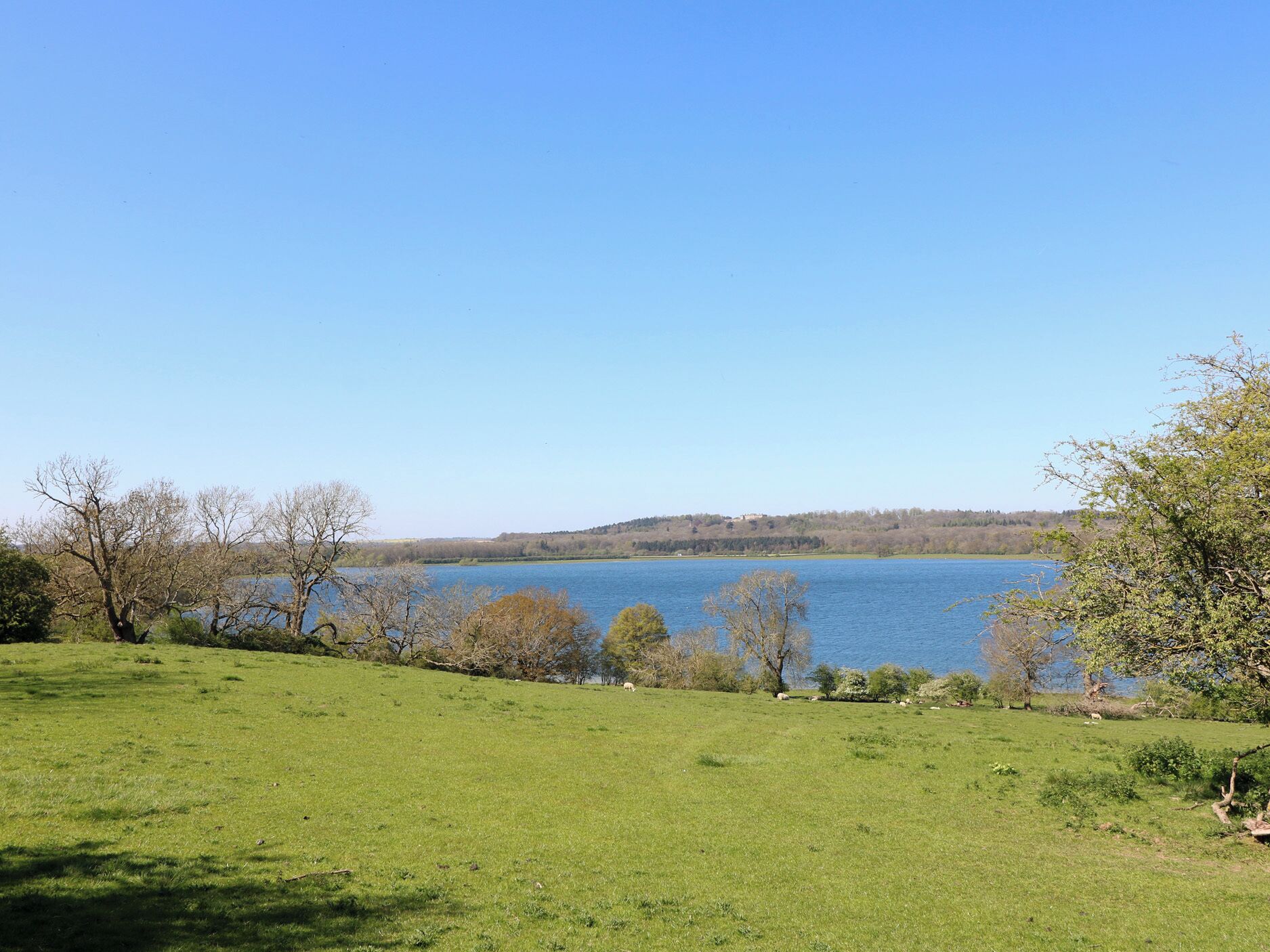 A grassy field with a lake and trees in the background.
