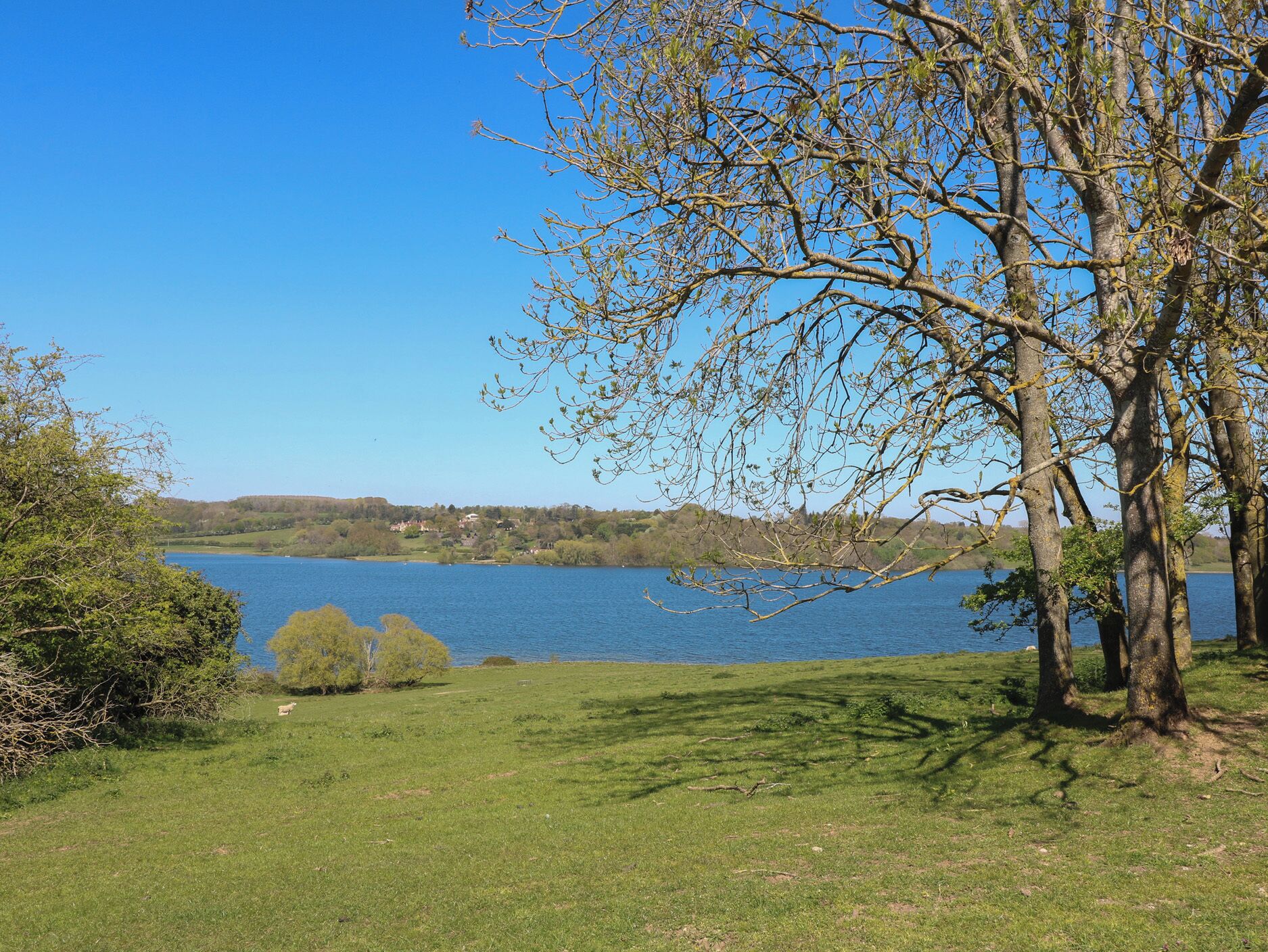 Un'area verdeggiante con un lago, alberi e una vista lontana di case.