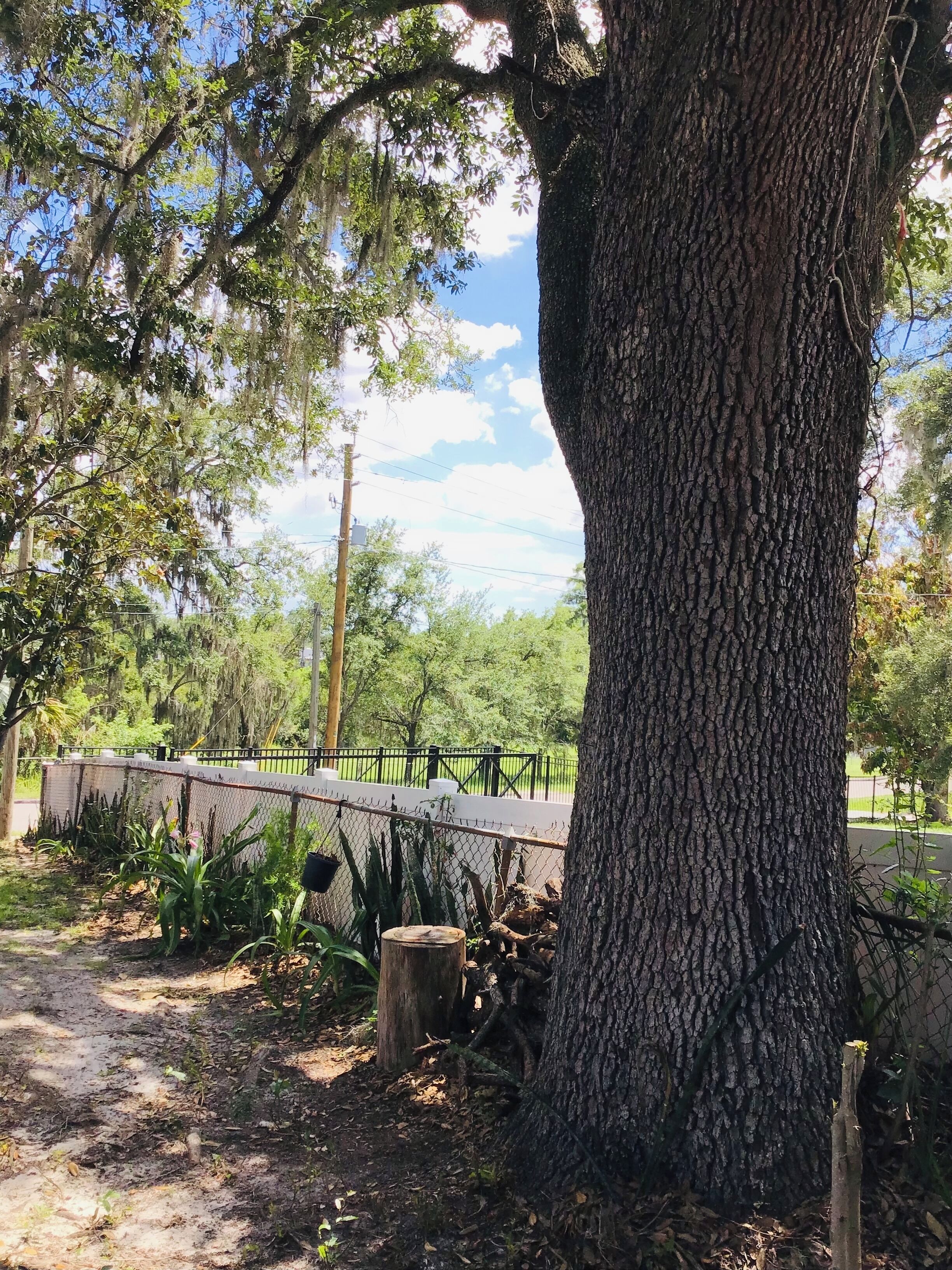 A large tree with a thick trunk, a paved path, and a chain-link fence in a park setting.