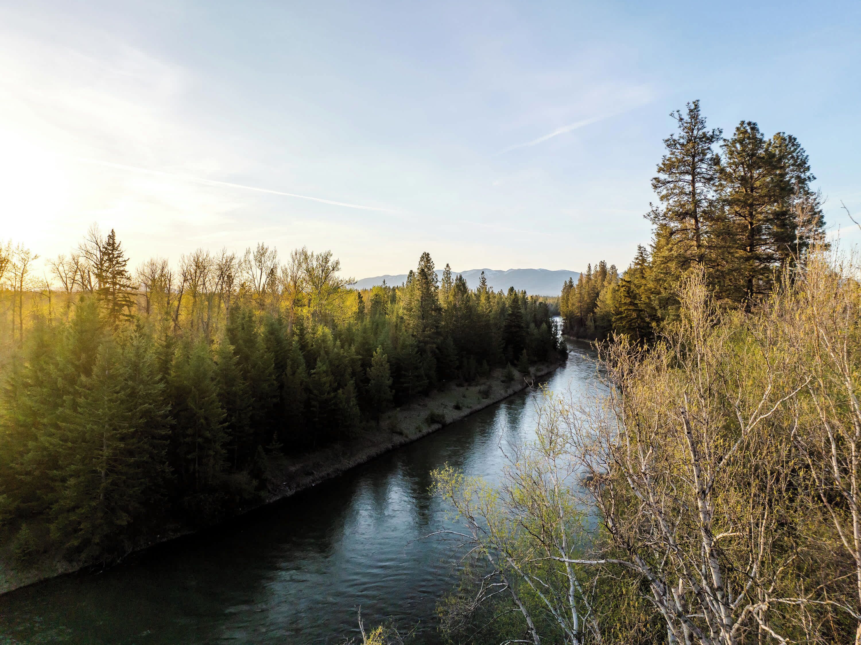 Un fiume che scorre attraverso una zona boscosa, con alberi su entrambe le rive.