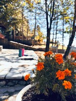 Una planta en maceta con flores anaranjadas en primer plano, un camino de piedra y un muro de piedra al fondo.