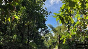 Uma trilha pavimentada ladeada por vegetação densa e árvores, conduzindo a um ponto distante.
