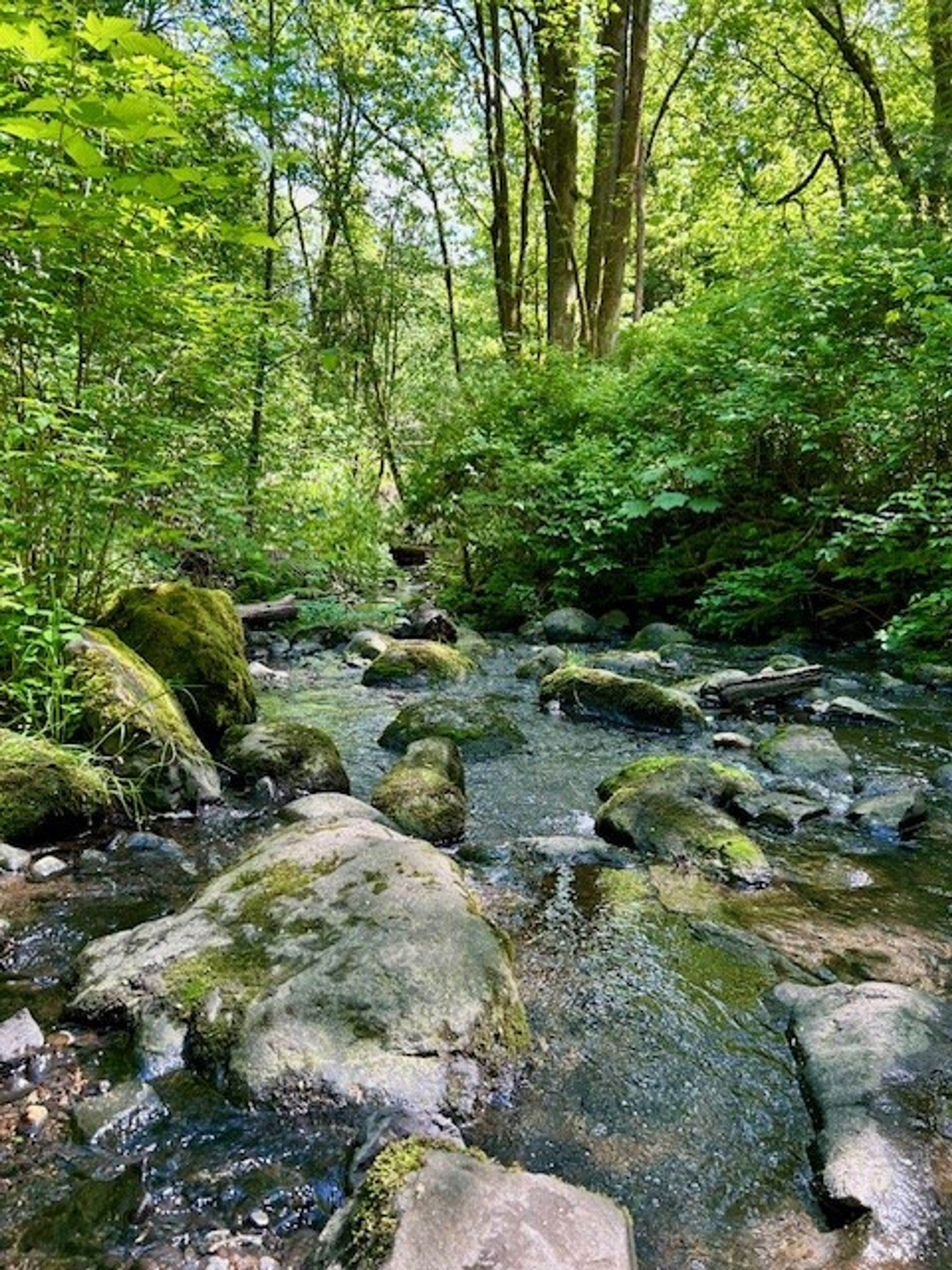 A forest stream with rocks and moss.
