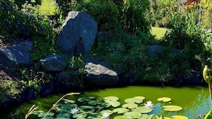 Een vijver met waterlelies en groene planten, omringd door rotsen en begroeiing.