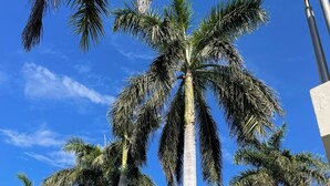 A modern building with tall palm trees in front, a clear blue sky, and a staircase leading to an upper level. - Huatulco Loft 411 PG 5 minutes from El Arrocito Beach (El Arrocito, Huatulco)