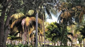 Un parc avec des palmiers, un sentier et un banc.