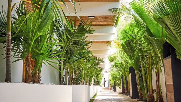 A corridor lined with tropical plants, wooden ceiling beams, and a patterned floor. - Hotel El Mejor (San Patricio Melaque)