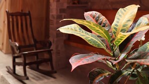 A stone building with a wooden chair outside, a potted plant in the foreground, and a staircase with a patterned railing. - Cozy suite in downtown Morelia (Morelia)