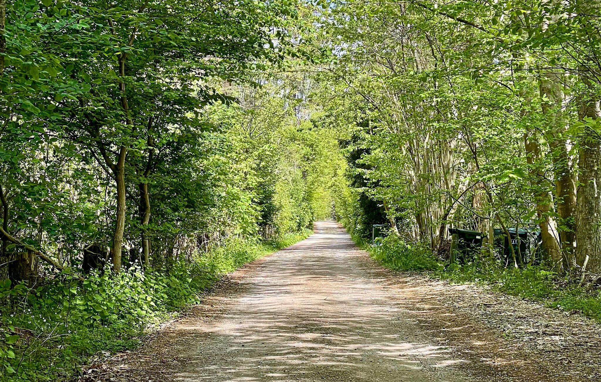 A narrow, tree-lined path.
