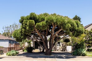 A large tree in a residential area with a house in the background. - Family Beach House in Pacific Beach | Walk to Beach & Bay (San Diego)