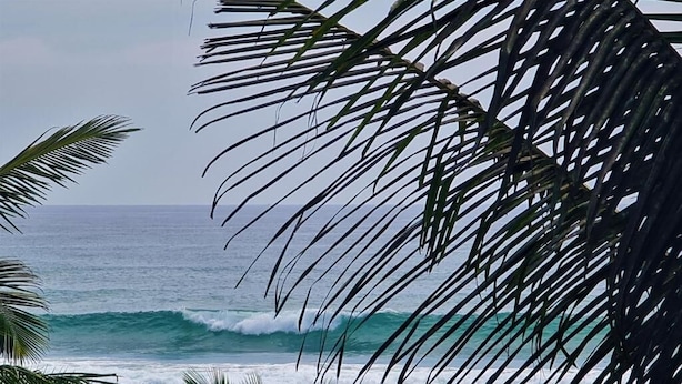 A view of the ocean with waves and palm tree foliage. - Ohana Surf Guest House (Ahangama)