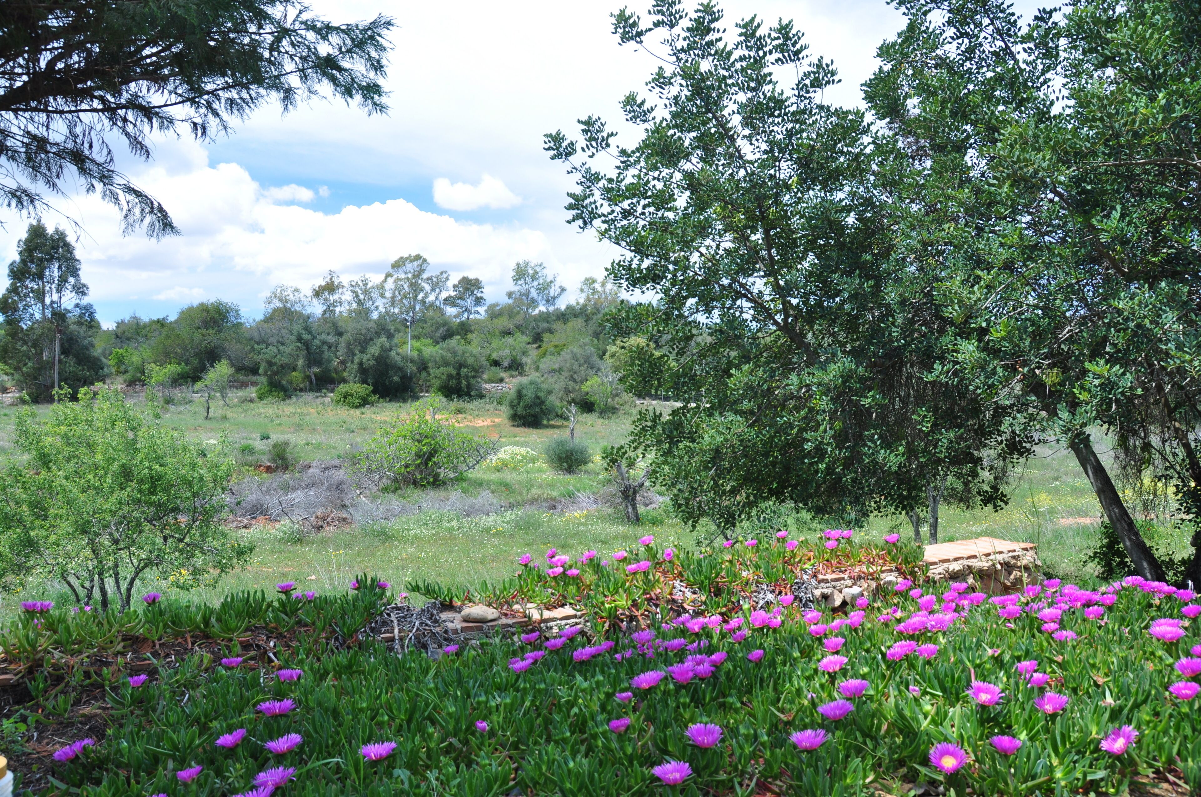 Un giardino con diverse piante e fiori, una panchina in pietra e un albero.