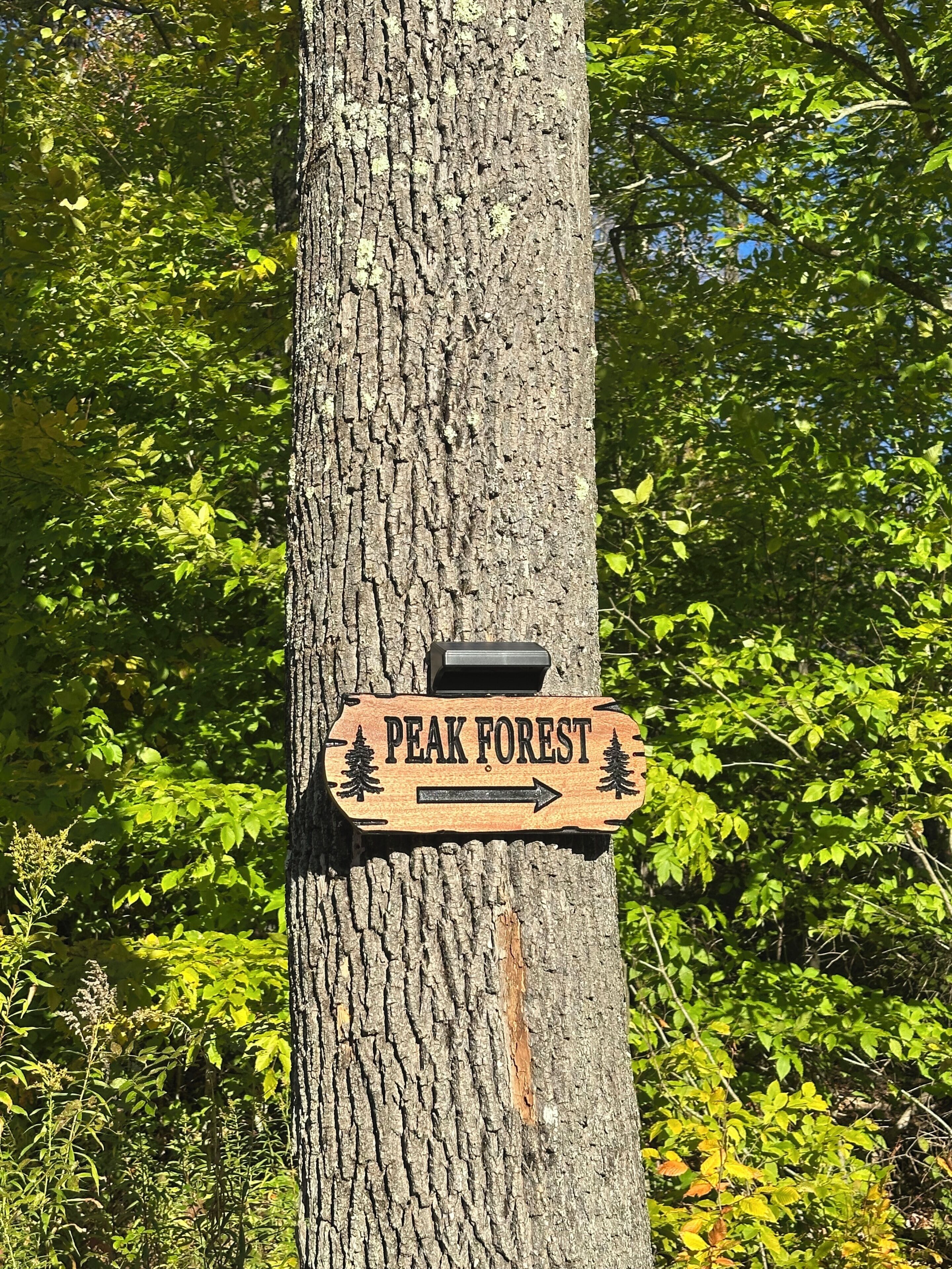 Ein Holzschild mit der Aufschrift 'PEAK FOREST' und Pfeilen, an einem Baumstamm befestigt.