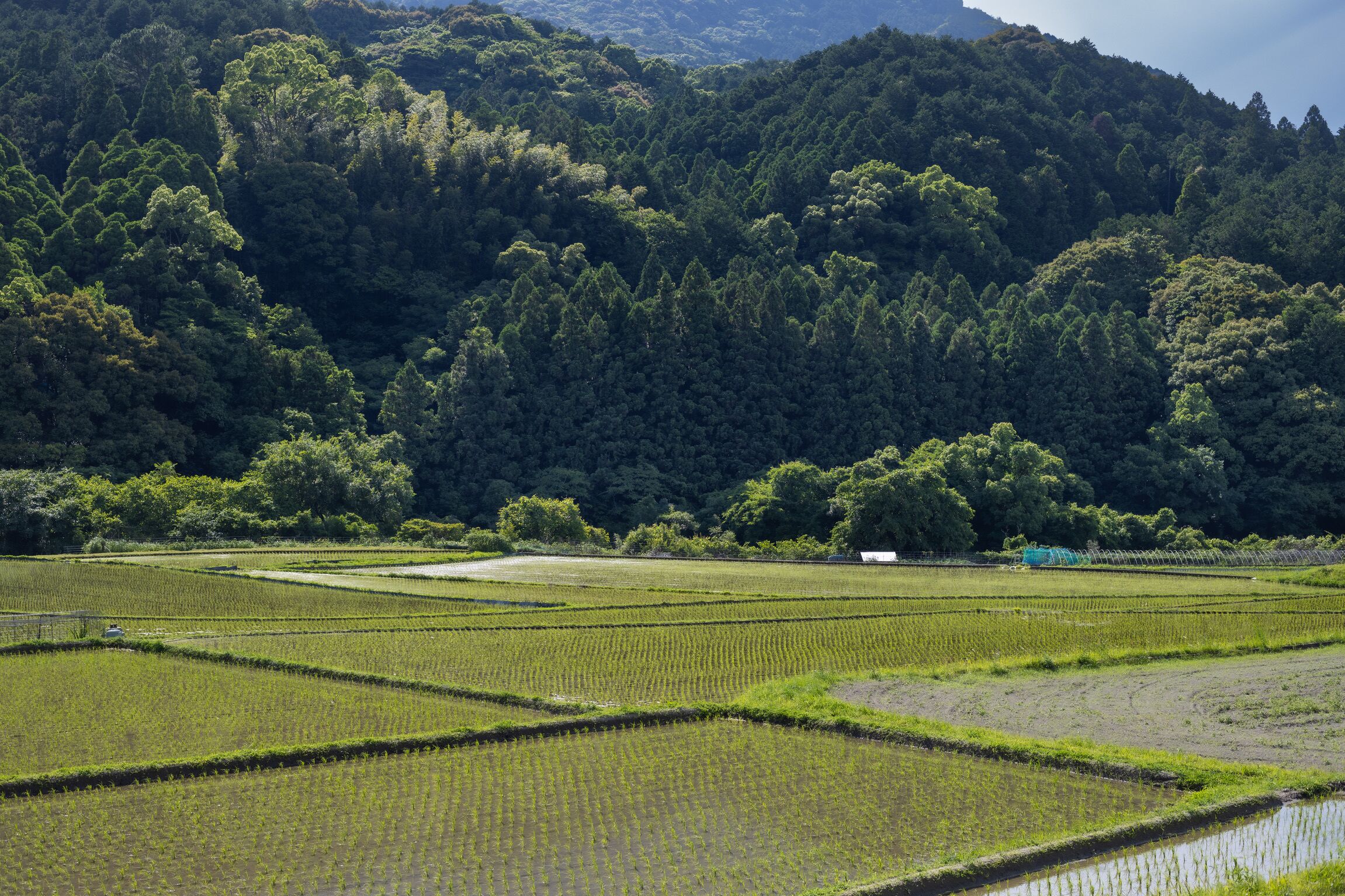 Terraced rice fields with a mountain backdrop.