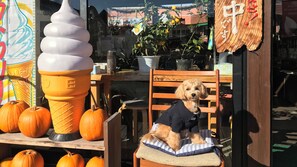 Un perro sentado en una silla con un cojín, un cono de helado grande y varias calabazas.