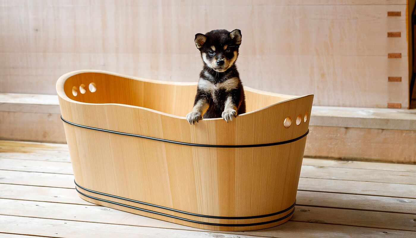 A small dog in a wooden bathtub.