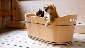 ペット同伴可
