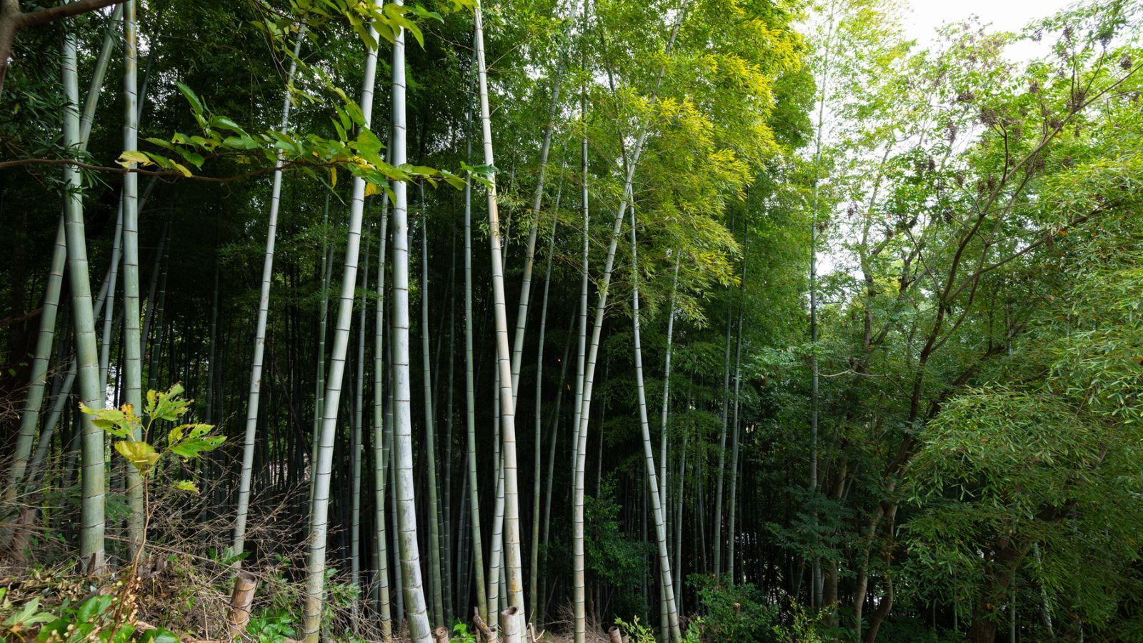 A dense bamboo forest with tall, slender trees.
