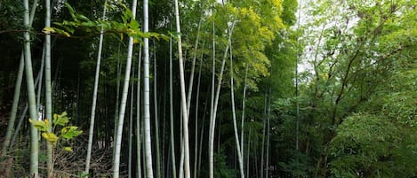 A dense bamboo forest with tall, slender trees.