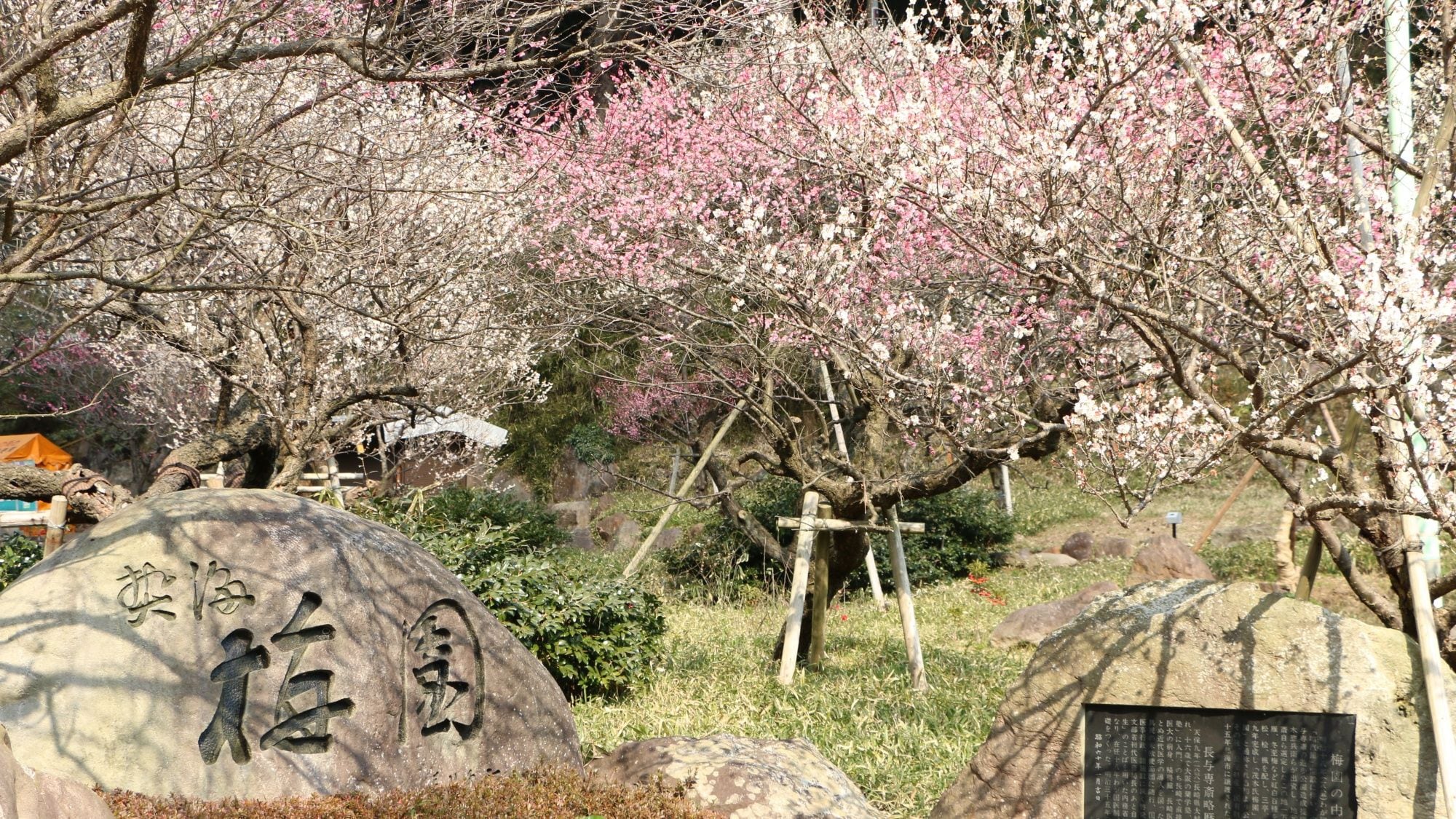 Un monumento de piedra con caracteres japoneses, rodeado de cerezos en flor.