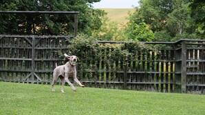 A dog in a grassy area with a wooden fence and trees in the background.