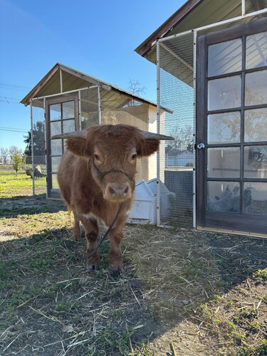 Hobby farm+private apt+full kitchen+spacious+king bed